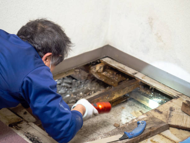 Best Affordable Mold Removal  in Bothell West, WA
