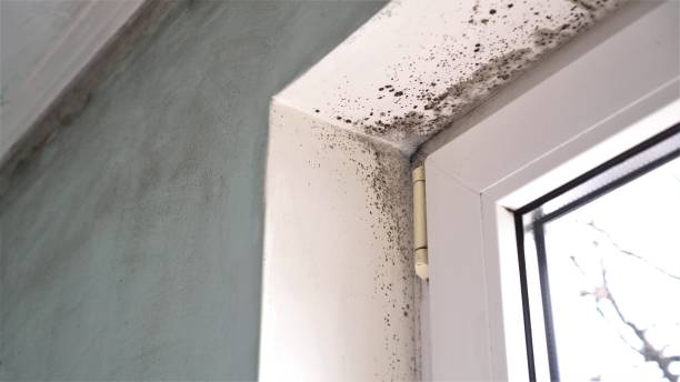 Best Toxic Mold Removal  in Bothell West, WA