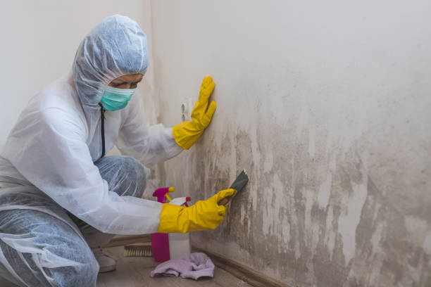Best Commercial Mold Removal  in Bothell West, WA