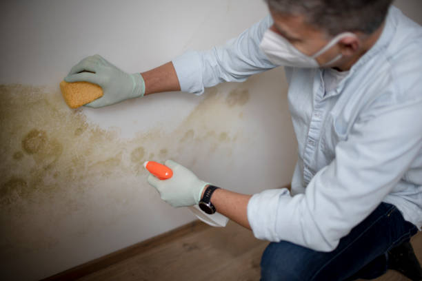 Best Attic Mold Removal  in Bothell West, WA