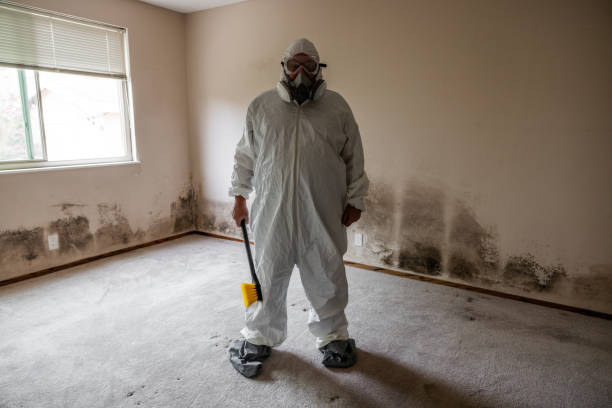 Attic Mold Removal in Bothell West, WA