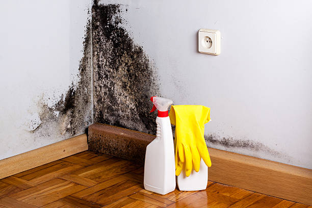 Best Mold Damage Repair  in Bothell West, WA